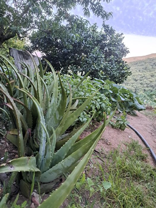 Folha Aloe Vera fresca