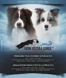 Border collie ZKwP FCI zapowiedź miotu show