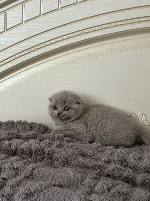 Шотландські висловухі та прямовухі кошенята