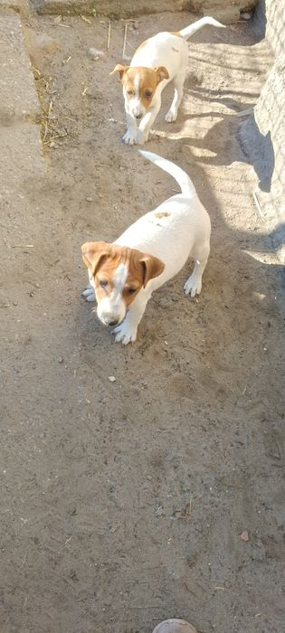 Jack Russell Terrier ( PIESEK ) Ur 01..07.2025 r