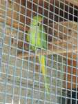Ring Neck  Verde