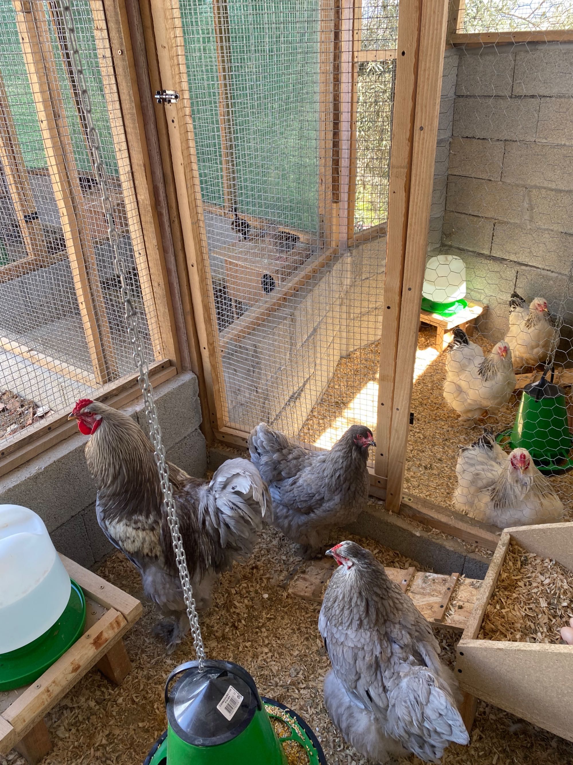 Ovos galados de brahma e Wayandotte e outras raças