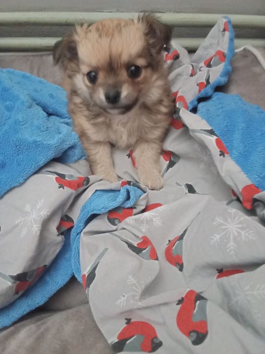 Długowłosy piesek chihuahua