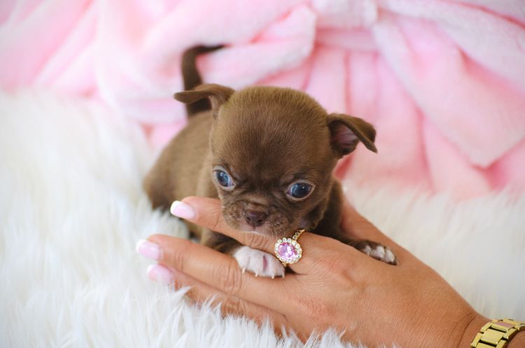 Cudna Mini XXXS Czekoladowa Suczka Chihuahua