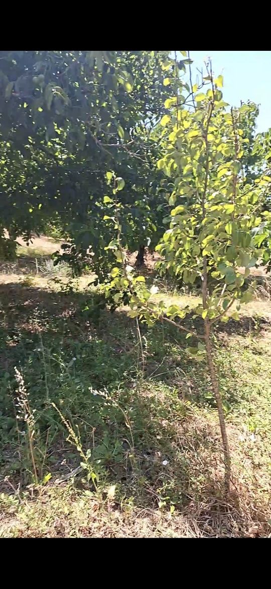 Terreno de construção Pousos, Torres Novas