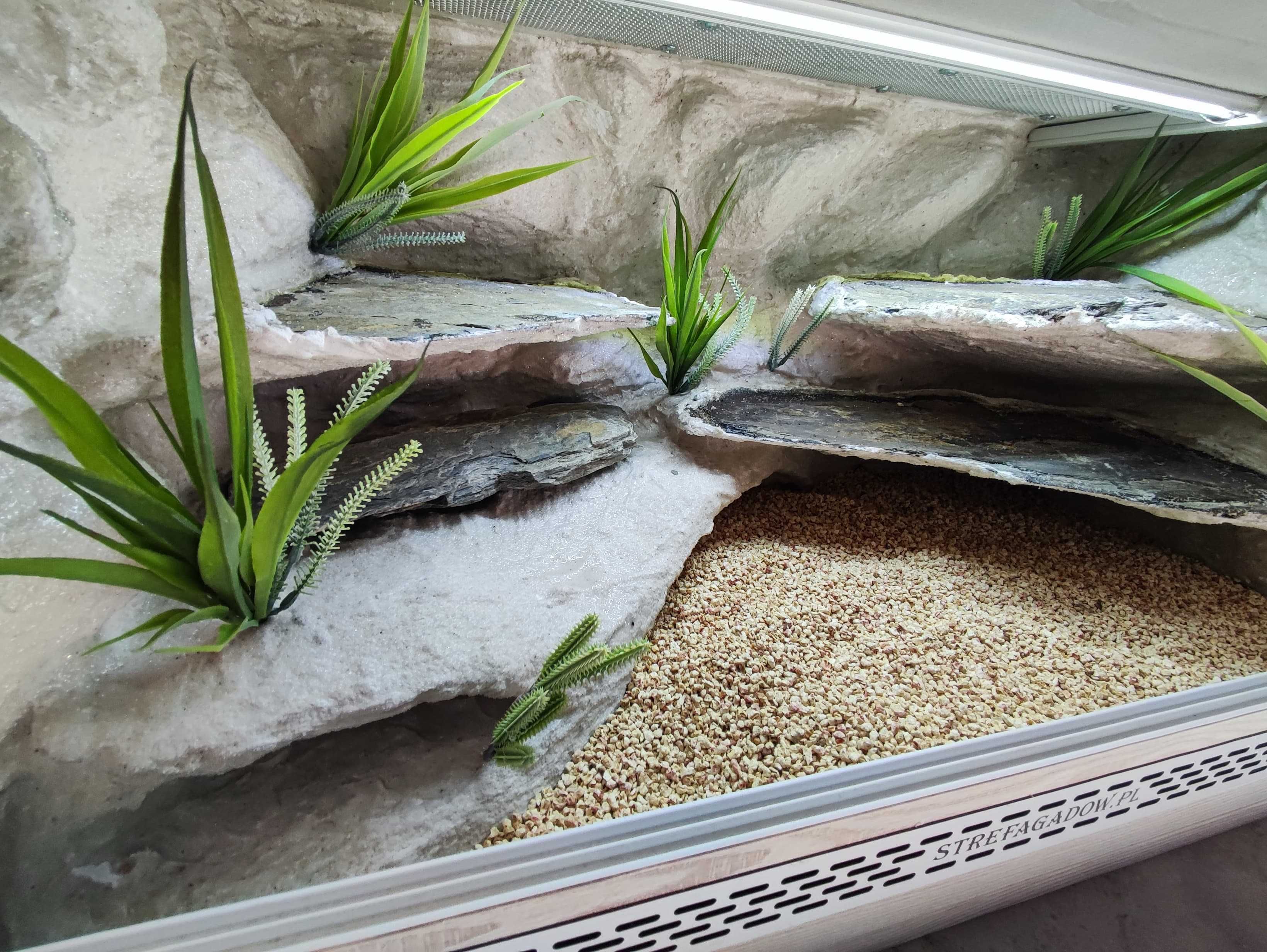 Terrarium pustynne nr693 80/40/40 dla gekona lamparciego DOSTĘPNE