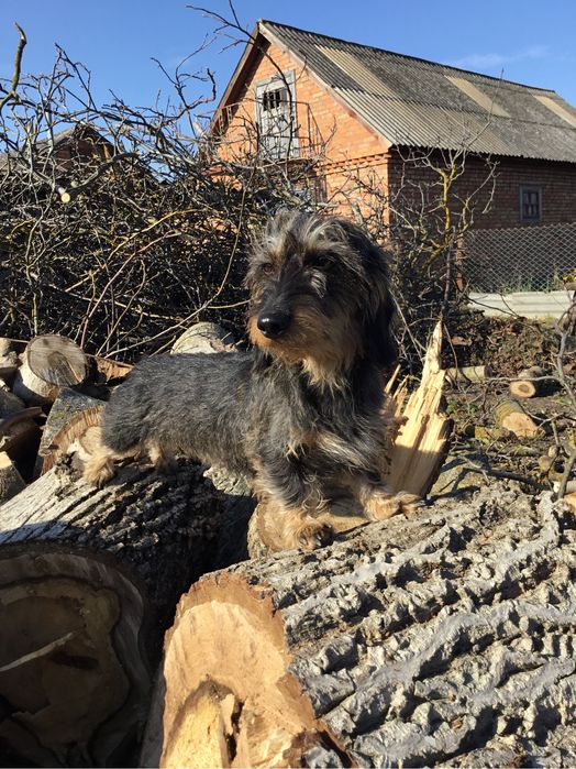 Жорсткошерстна такса мініатюрна