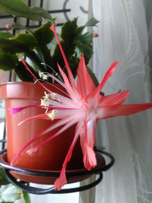 Шлюмбергера, декабрист Shooting Star (Chiba Spot)