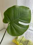 Kwiat Monstera Młoda