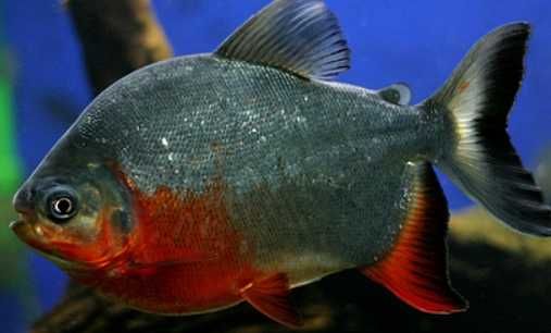 Pirania Pacu Red