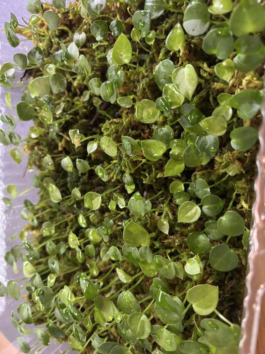 Hybrydy anthurium siewki Fort Sherman Forgetii Magnificum Crystalinum