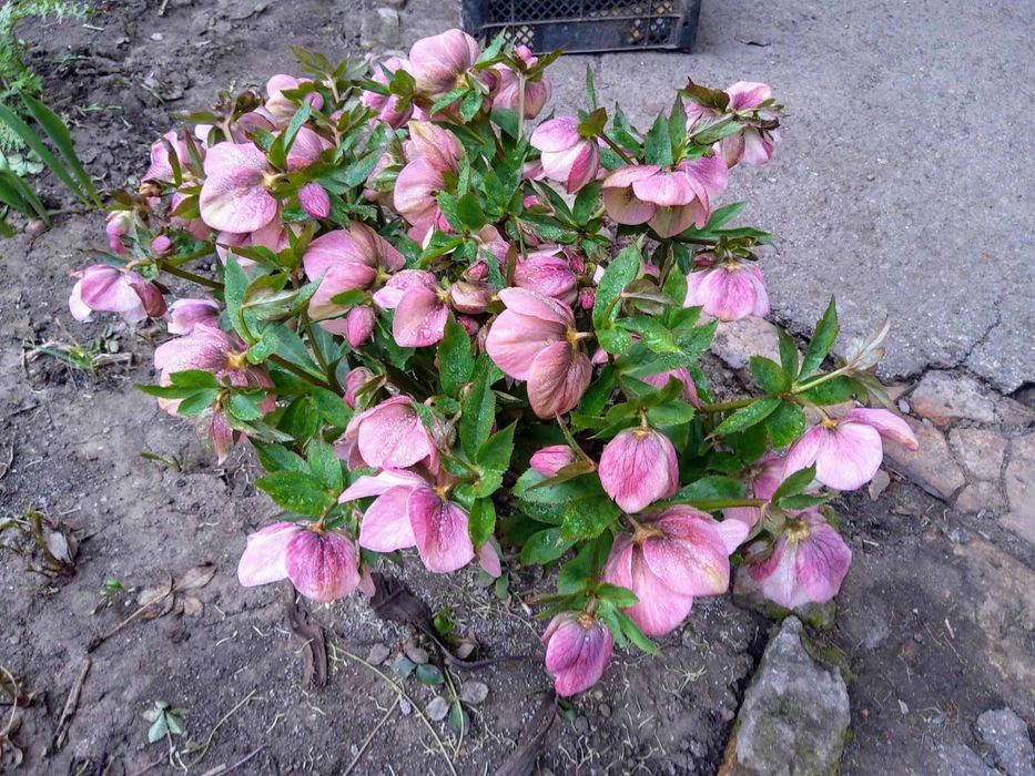 Морозник,сантолина ,розмарин,безвременник.