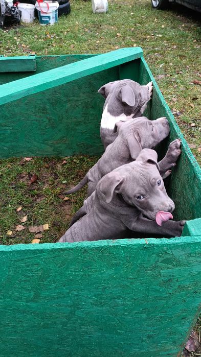 Amstaff błękitny blue samiec gotowy do odbioru