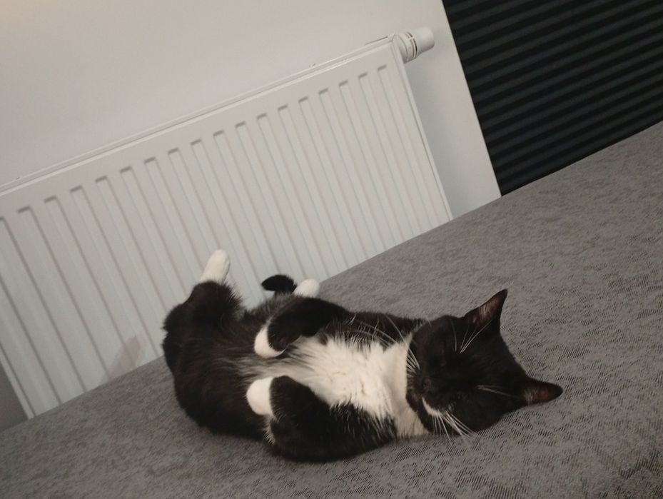 Potrzebuje opieki do kota