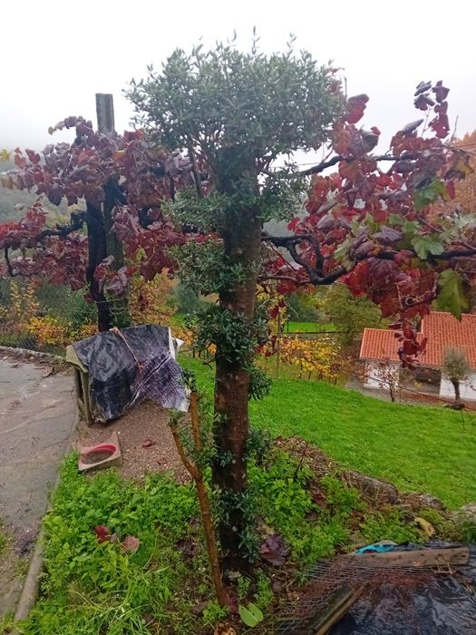 Duas Oliveiras para decoraçao jardím