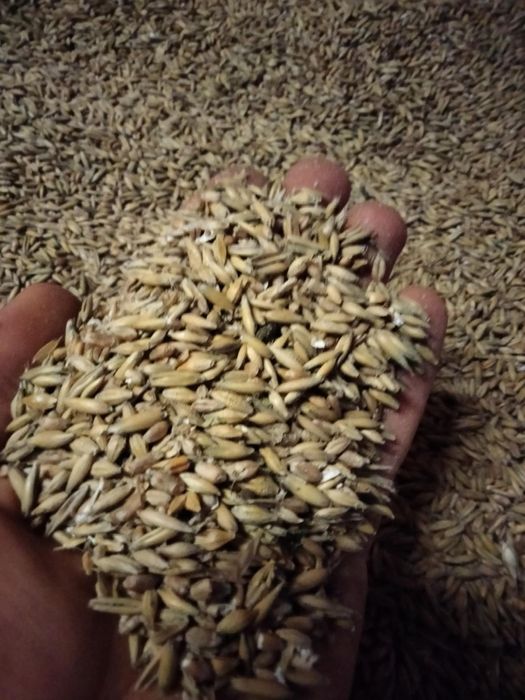 Mieszanka zbożowa owies, przenica, jęczmień