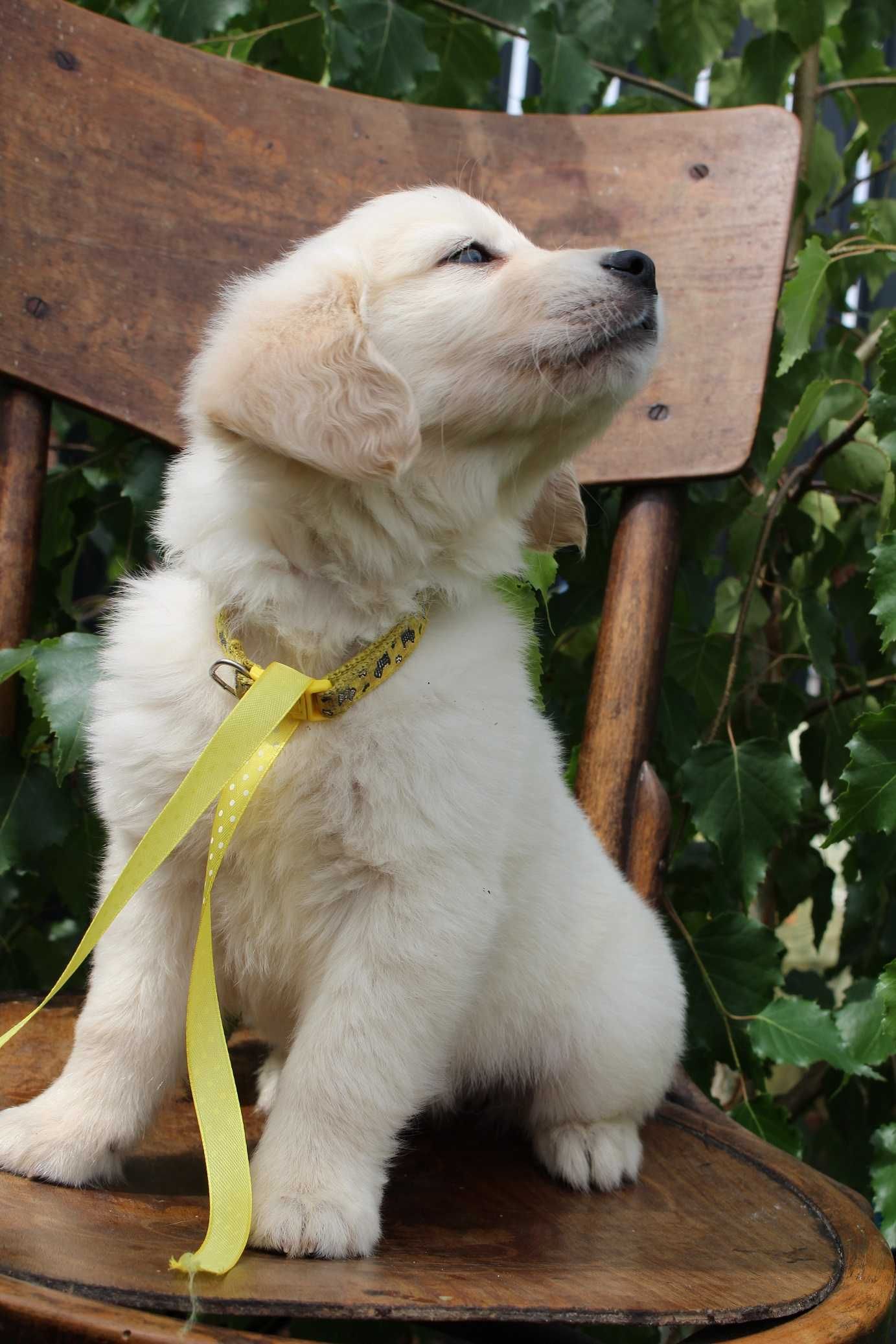 Piesek, chlopiec Golden Retriever FCI ZKwP