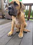 Sprzedam suczke rasy Cane Corso