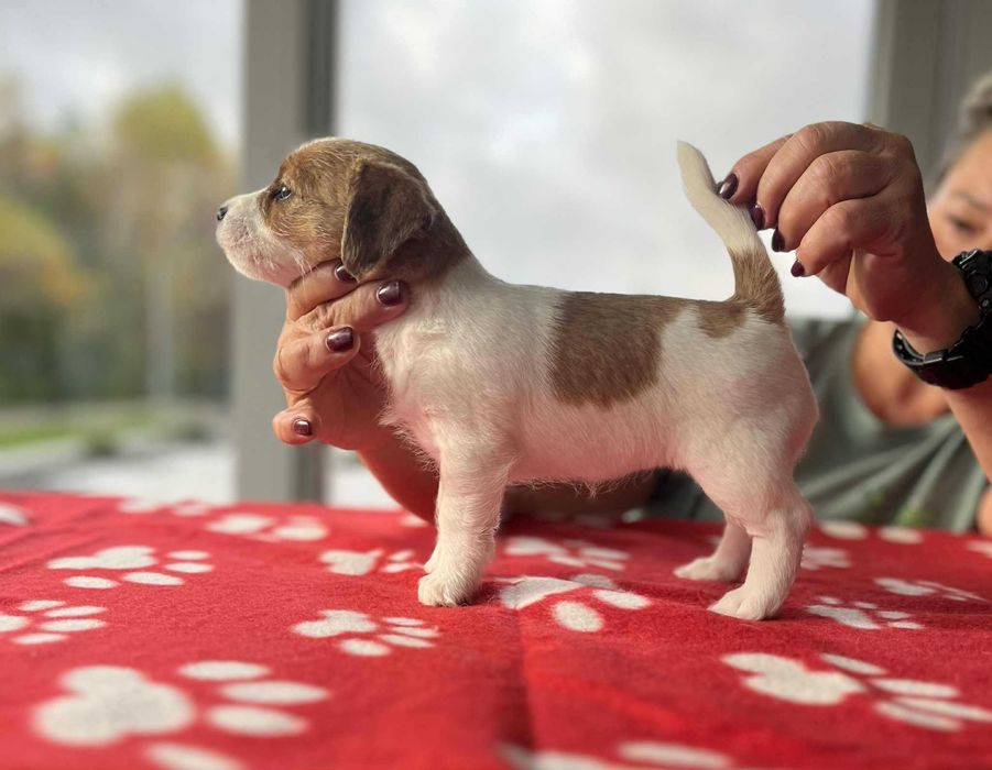 Jack Russell Terrier- suczka ZKwP FCI