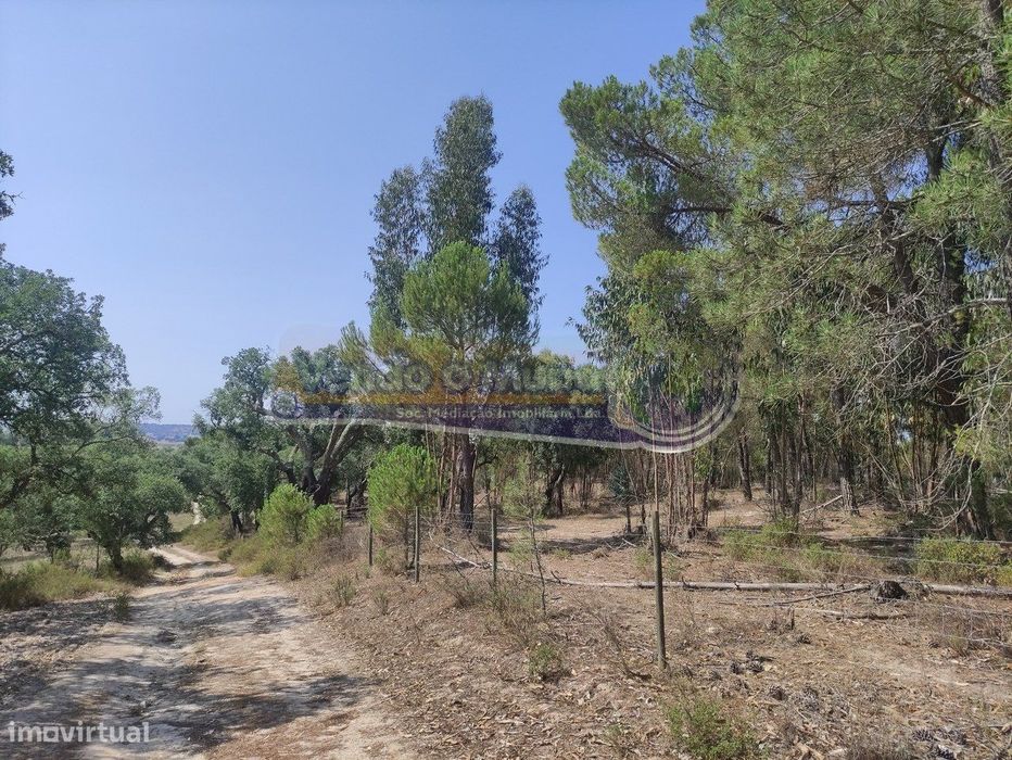 Monte Alentejano em Mora (MOR037)