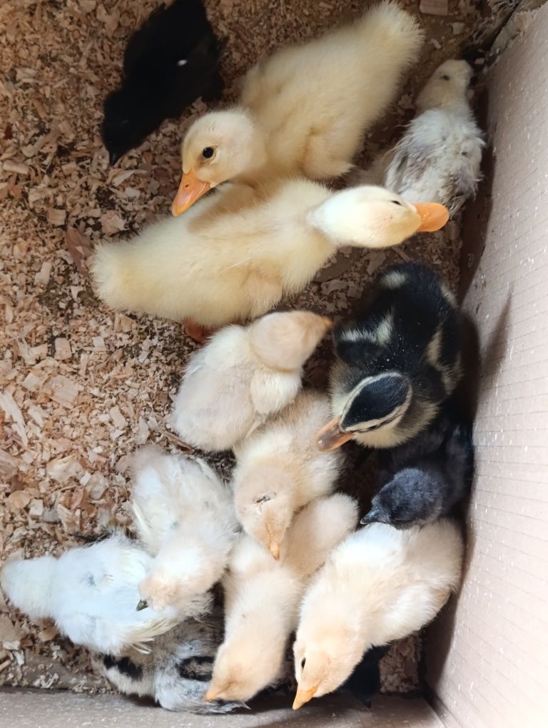 Vendo pintos ,sedosas do Japão brama buff pato Ruan