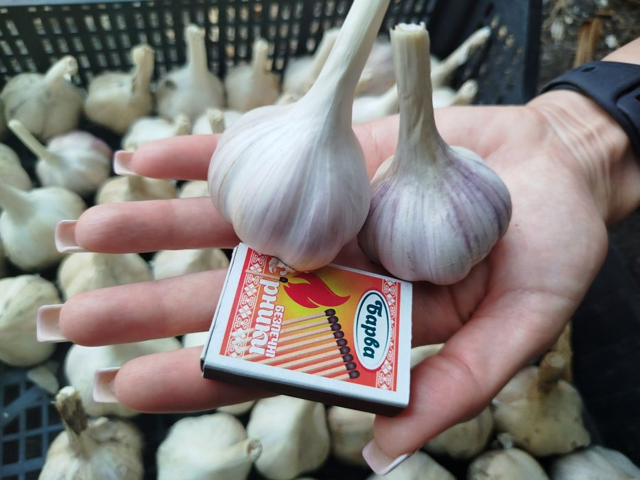 Часник на посадку