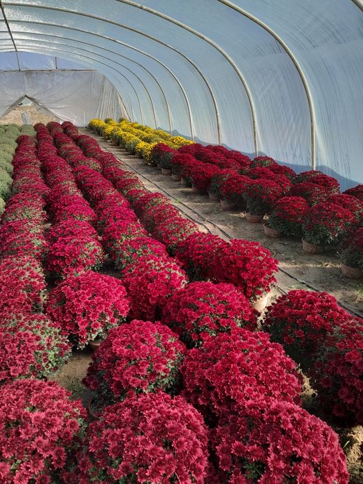 Chryzantemy drobnokwiatowe