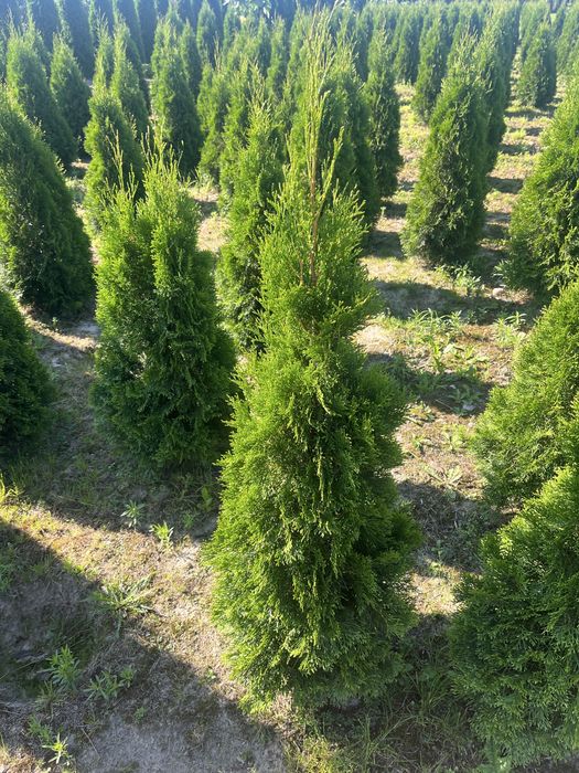Sprzedam Tuje Szmaragd - ok 130 cm. kopane z gruntu