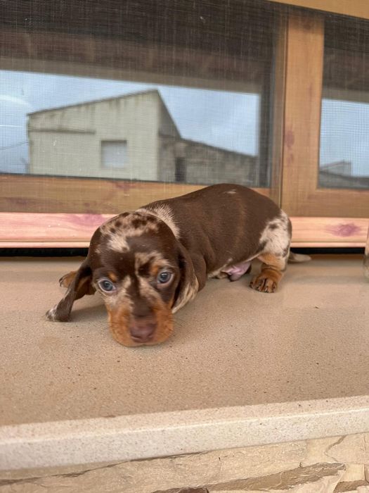 Teckel Choco Arlequim 2 meses