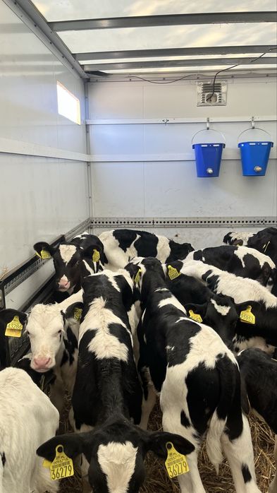 Sprzedam cielaki cielęta