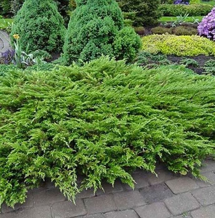 Ялівець козацький