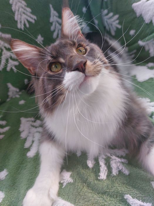 Kot Maine Coon rodowód FPL