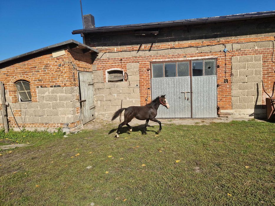 Klaczka walijska