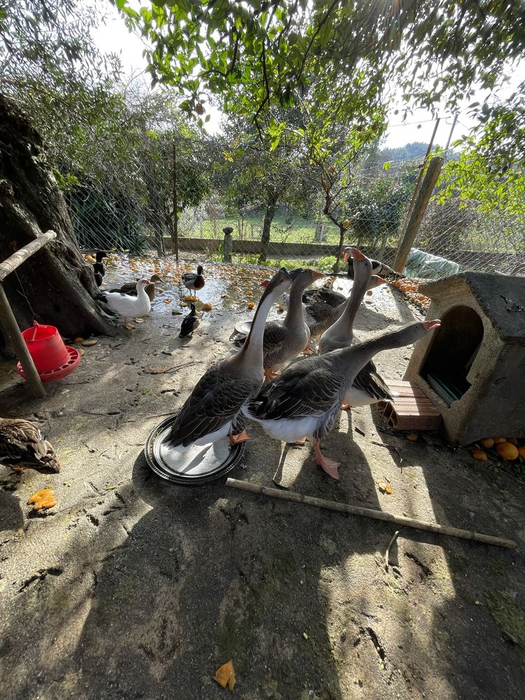 Gansos caseiros para venda