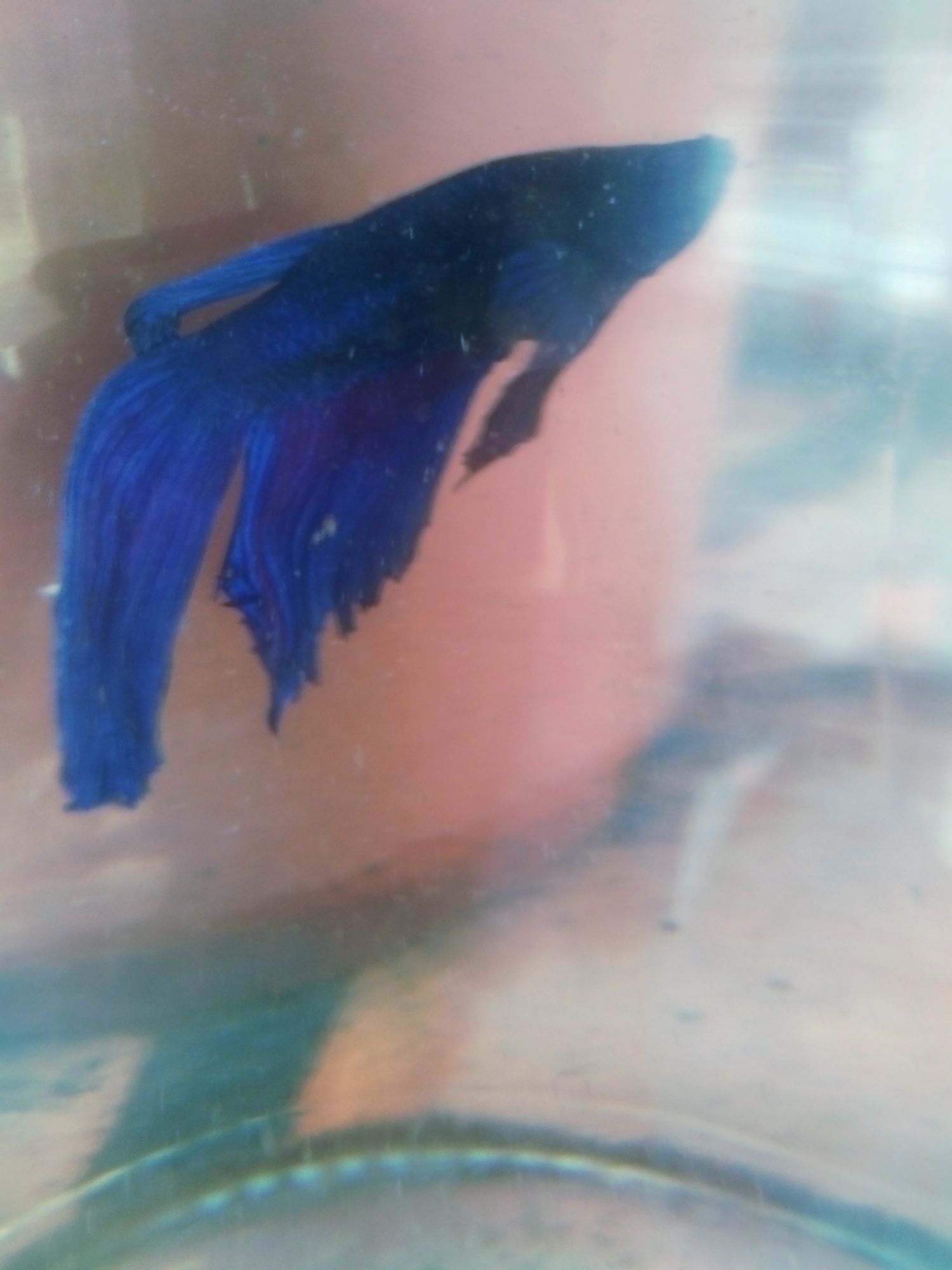 Betta splendens macho