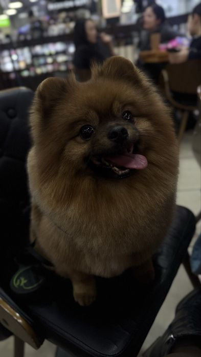 Померанский шпиц. Кобель. Вязка