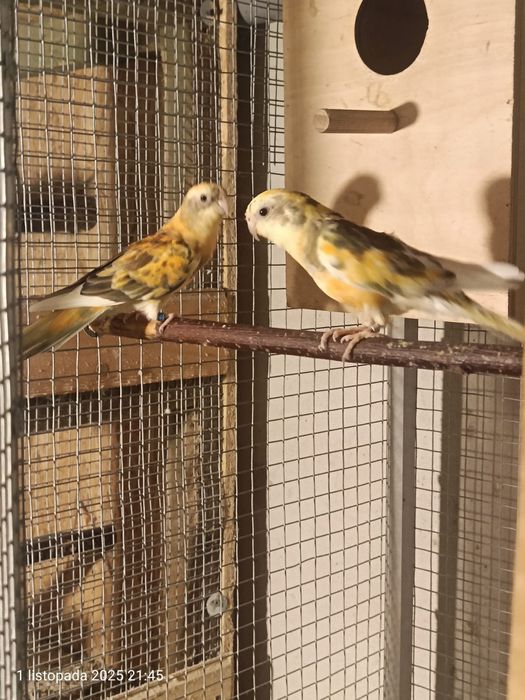 Pary papug do lęgów