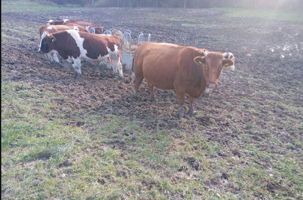 Sprzedam Krowy przy drugim cieleniu 6-7 miesięcy cielne