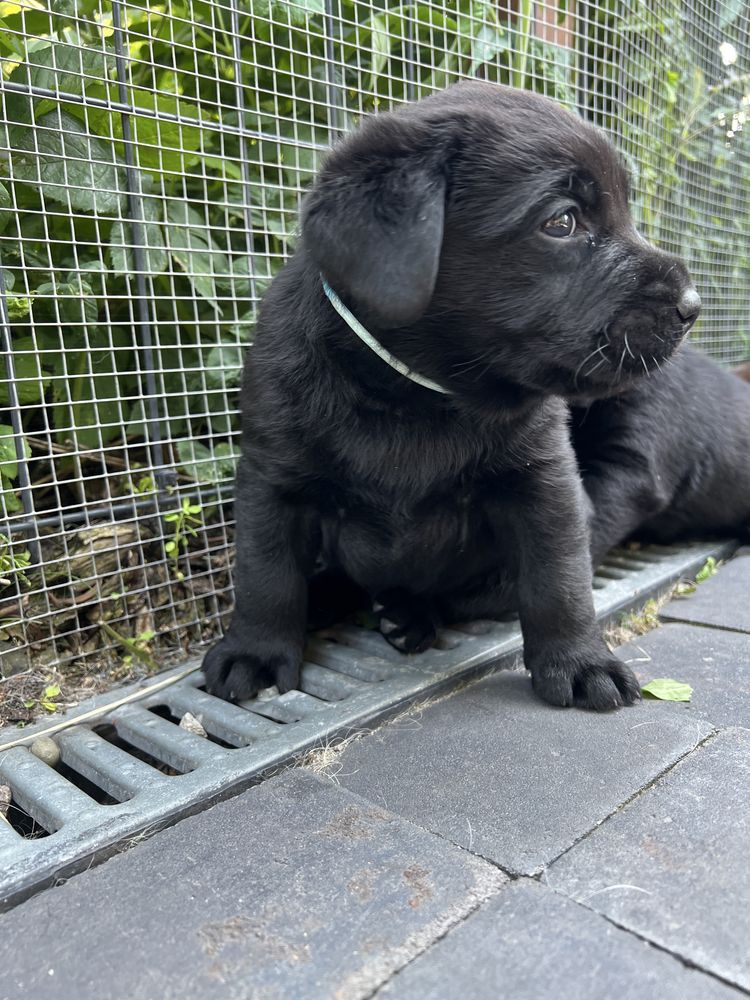 Labrador Retriever szczeniak ZKwP FCI