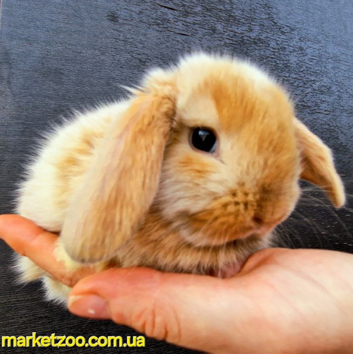 Гарнюній міні лопчик у Києві д.н.15.08.2024