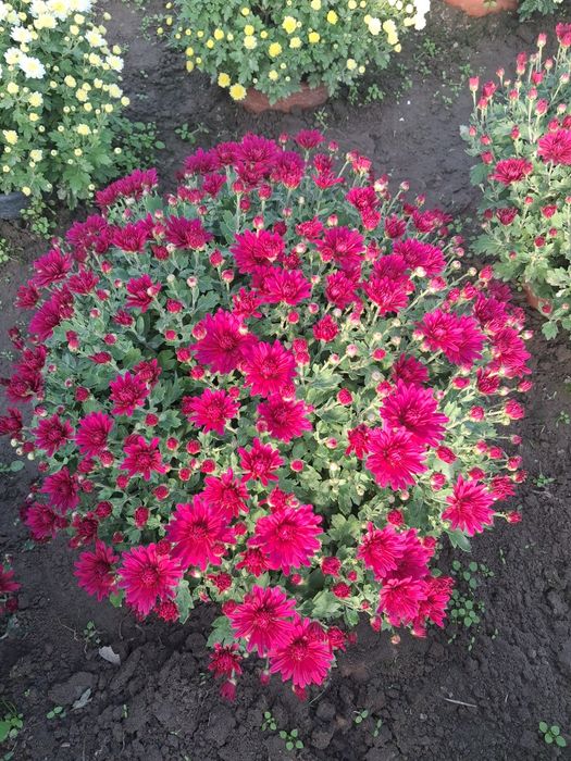 Chryzantemy drobnokwiatowe