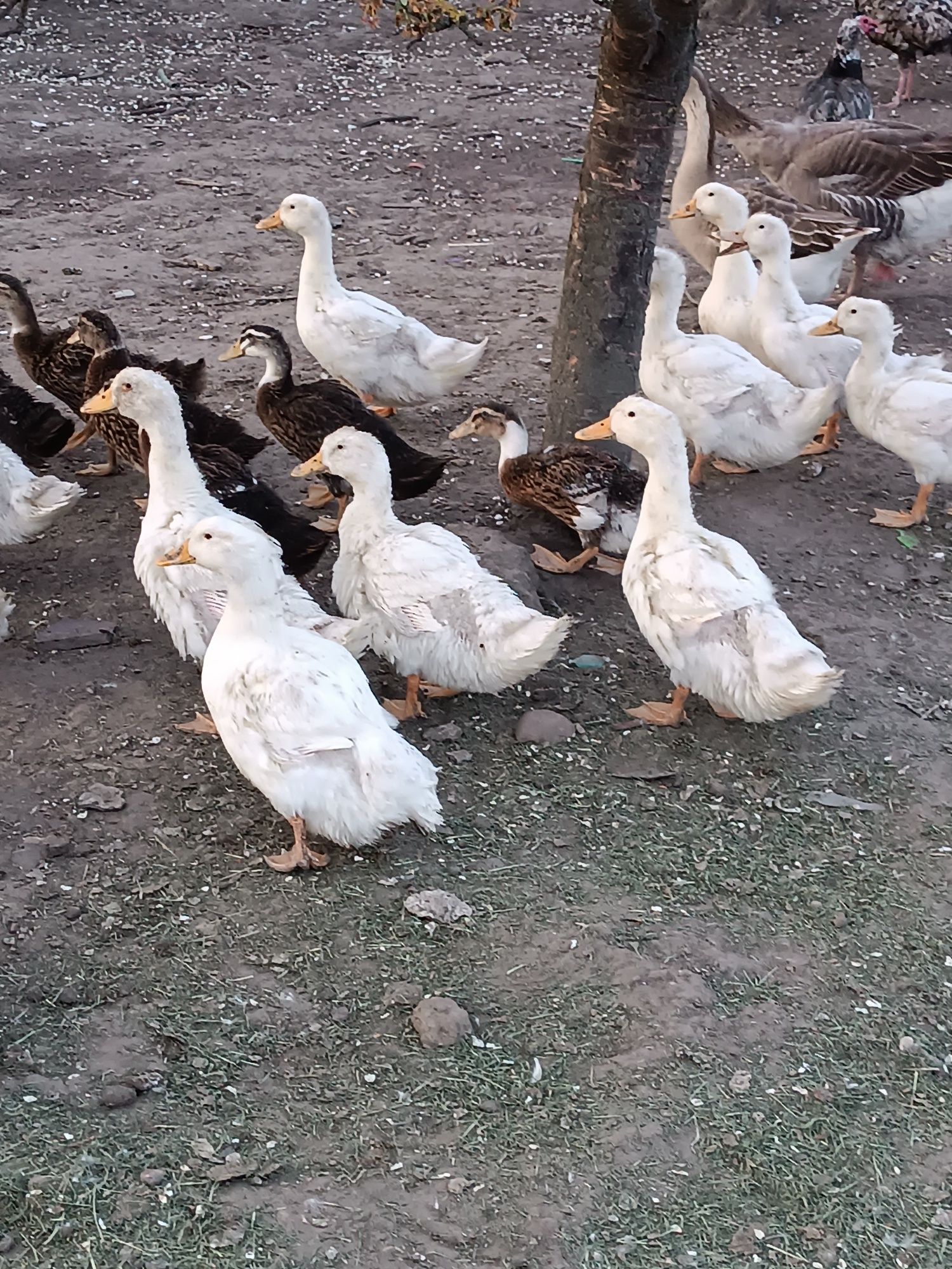 Kaczki Pekin odchowane