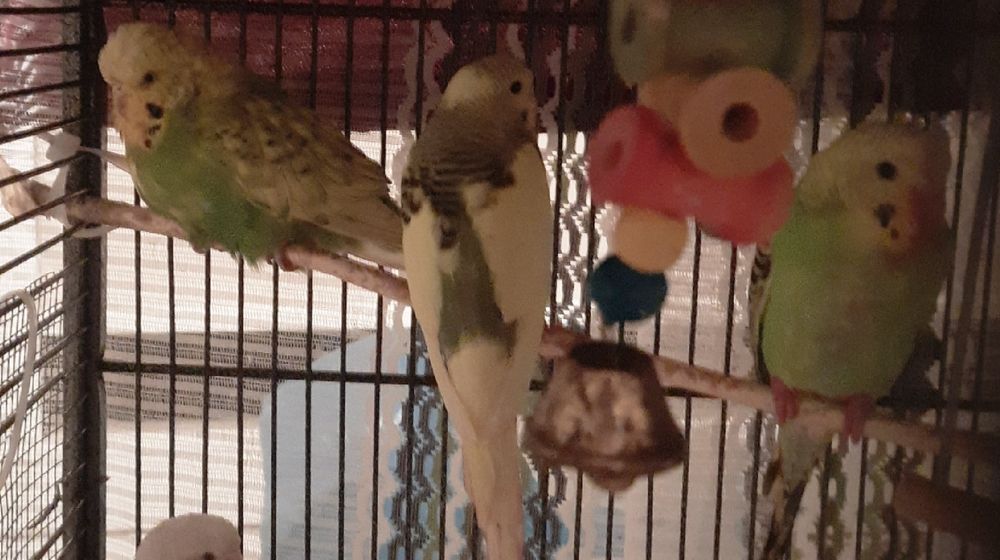 Sprzedam papugi faliste