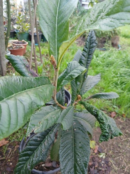 Nespereira ou Maganoreiro