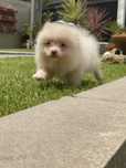 Spitz Alemão - Lulu da Pomeranea