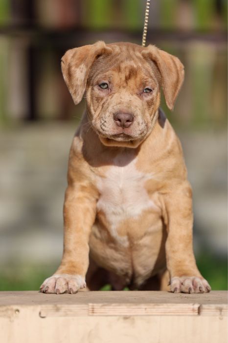 Szczeniak American Bully XL