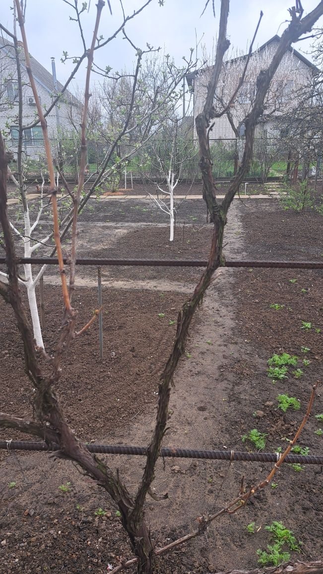 Продам дачу в місті,Березанівка.