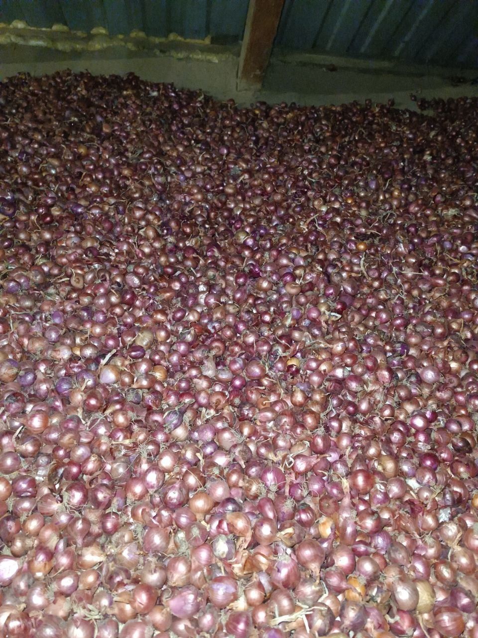 Продам лук севок (арпаж)