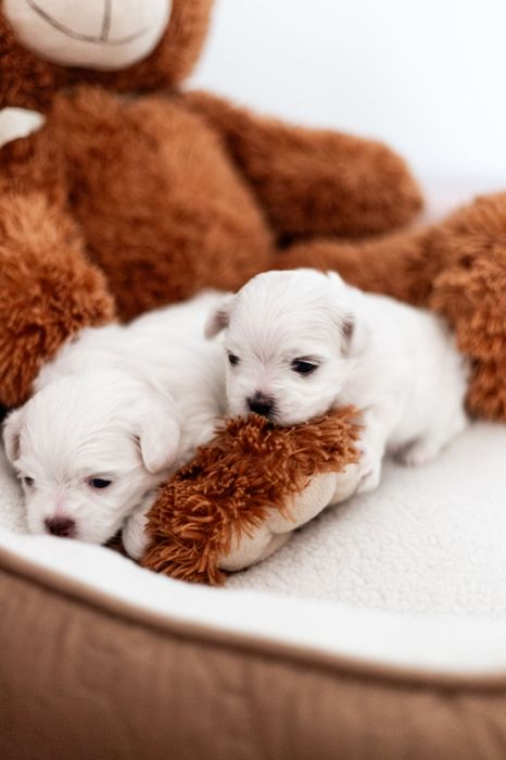 Maltańczyk z rodowodem i chipem - rezerwacja