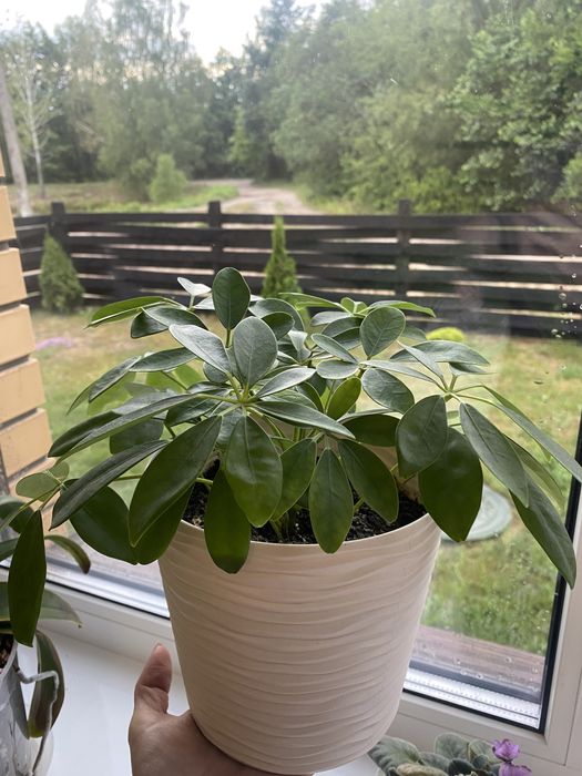 Шефлера молода